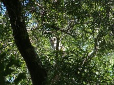 Barred Owl