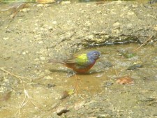 Painted Bunting