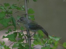 Juvenile Painted Bunting