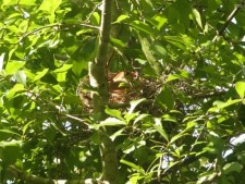 Cardinal on Nest