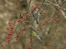 Cedar Waxwing