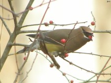 Cedar Waxwing