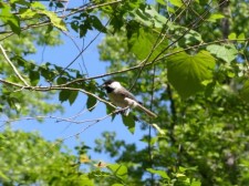 Carolina Chickadee