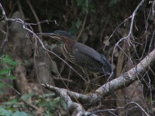 Green Heron, Sub-adult