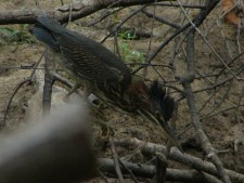 Green Heron, Sub-adult