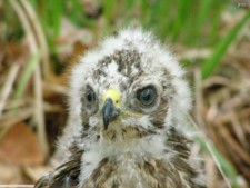 Baby Hawk