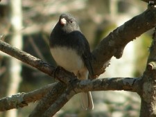 Dark-eyed Junco