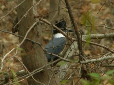 Belted Kingfisher, Female(Ceryle alcyon)