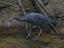 Adult Little Blue Heron, LIBLHE2