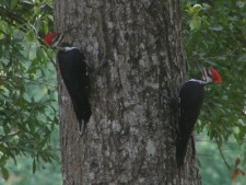 Pileated Woodpecker