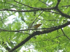 Prothonotary Warbler