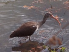 White Ibis, Immature