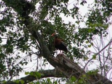 Whistling Duck (a long way off and noisy)