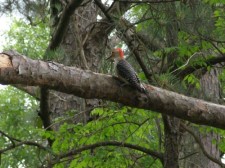 Red Bellied Woodpecker