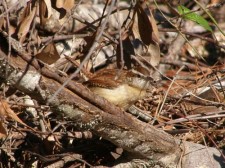 Carolina Wren