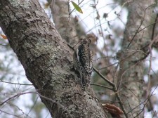 Juvenile Yellow Bellied Sapsucker