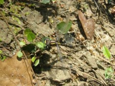 Clubtail Dragonfly