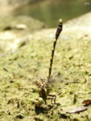 Common Sanddragon Dragonfly