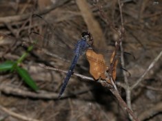 Slaty Skimmer Dragonfly