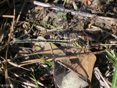 Oklahoma Clubtail Dragonfly