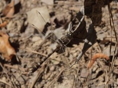 Stream Cruiser Dragonfly