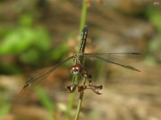 Blue Dasher Dragonfly