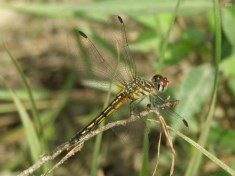 Blue Dasher Dragonfly