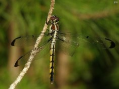 Slaty Skimmer Dragonfly