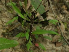 Common Whitetail Dragonfly