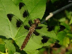 Common Whitetail Dragonfly