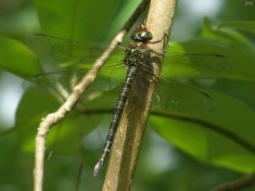 Swamp Darner Dragonfly