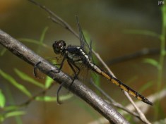 Slaty Skimmer Dragonfly