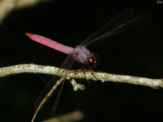 Roseate Skimmer Dragonfly