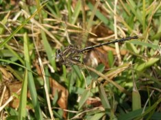 Oklahoma Clubtail Dragonfly