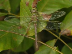 Common Green Darner Dragonfly