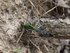 Eastern Pondhawk Dragonfly