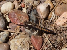 Blue Corporal Dragonfly