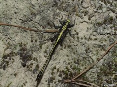 Black-shouldered Spinyleg Dragonfly