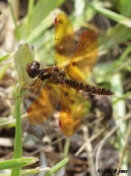 Eastern Amberwing Dragonfly