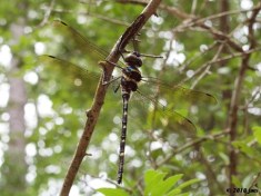 Royal River Cruiser Dragonfly