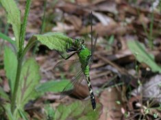 Eastern Pondhawk Dragonfly