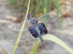 Saddlebag Dragonfly