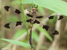 Prince Baskettail Dragonfly