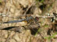 Blue Dasher Dragonfly