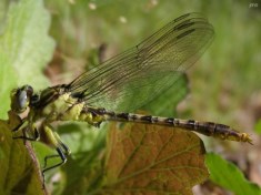 Clubtail Dragonfly