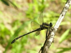 Male Dragonhunter Dragonfly