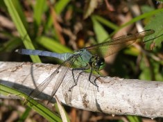 Eastern Pondhawk Dragonfly