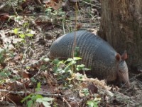 Armadillo