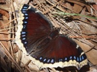 Mourning Cloak Butterfly