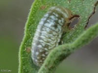 Leaf Beetle Larvae